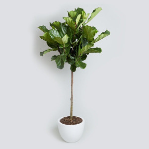 Offices Plants