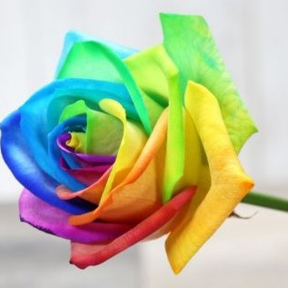 Two Dozen Rainbow Rose Bouquet