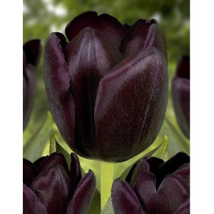 Black Jack