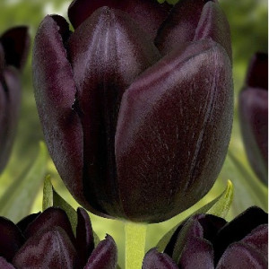 Black Jack