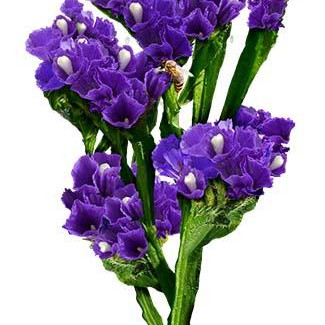 20 Roses - Purple Roses Bouquet