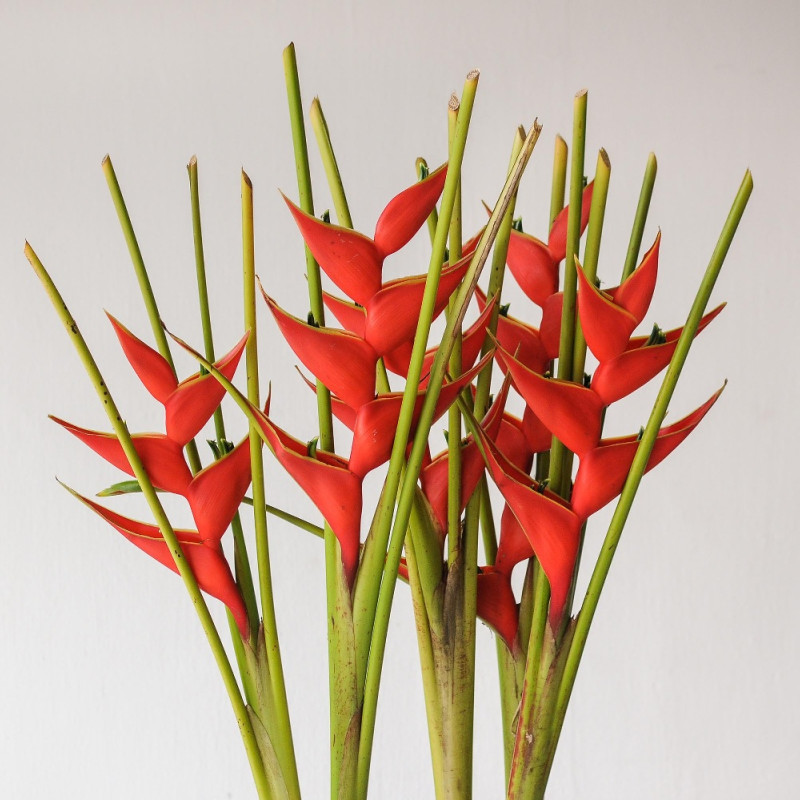 Flowers arrangement for New Shop Opening
