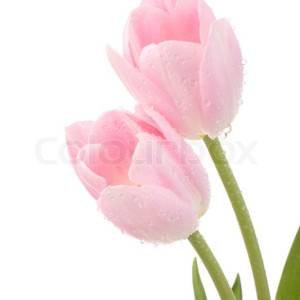 Pink Tulips Hand Bouquet 20 Stems