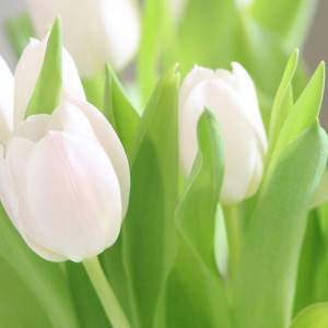 Pure White