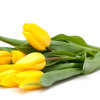 Bright Holland Yellow Tulips Bouquet