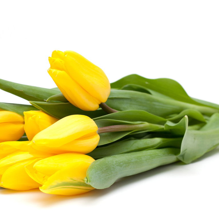 Bright Holland Yellow Tulips Bouquet