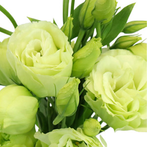 Birthday Package - Rose Bouquet + Cheese Cake
