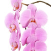 Pink Phalaenopsis Orchid