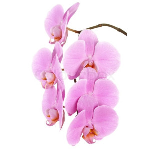 Pink Phalaenopsis Orchid
