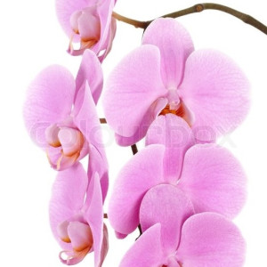 Pink Phalaenopsis Orchid