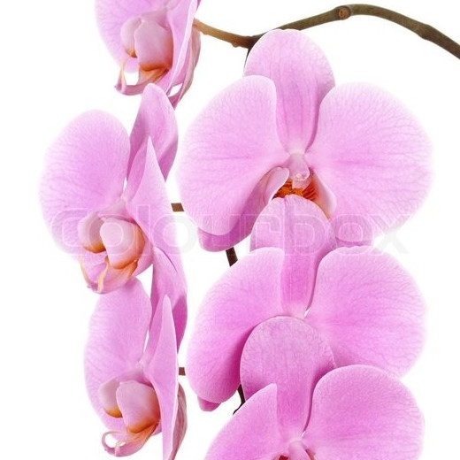 Pink Phalaenopsis Orchid