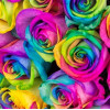 Two Dozen Rainbow Rose Bouquet