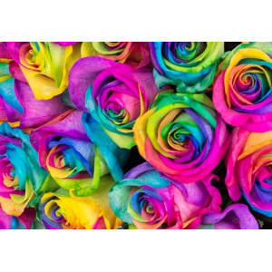Twenty Rainbow Rose Vase Bouquet