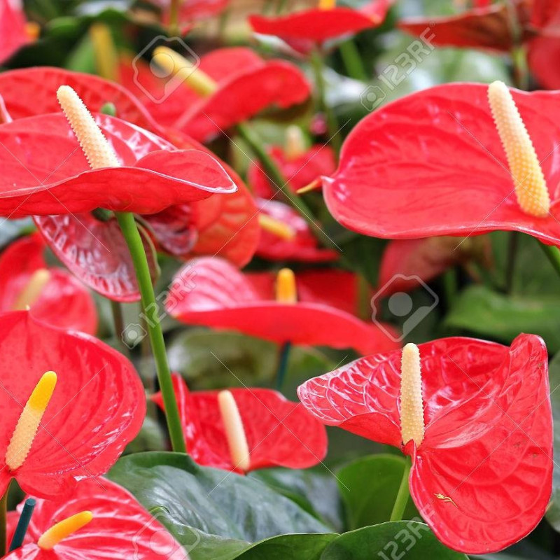 Flowers arrangement for New Shop Opening