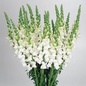 Flowers arrangement for New Shop Opening