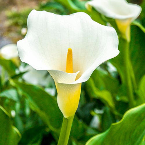 Calla White