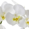 One Phalaenopsis Orchid