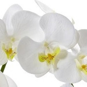 One Phalaenopsis Orchid