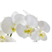 One Phalaenopsis Orchid