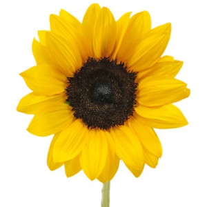 Sunny Day Bouquet