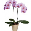 Pink Phalaenopsis Orchid