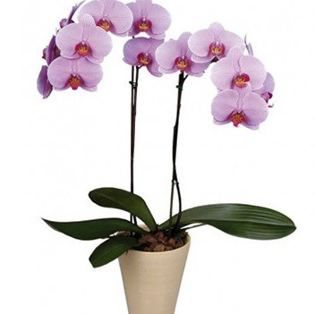 Pink Phalaenopsis Orchid
