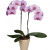 Pink Phalaenopsis Orchid
