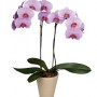 Pink Phalaenopsis Orchid
