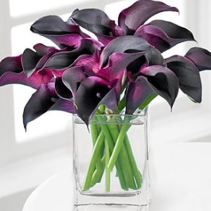 Purple Lover