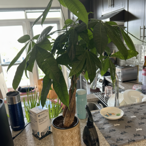 Braided Money Tree Plant in Ceramic Pot