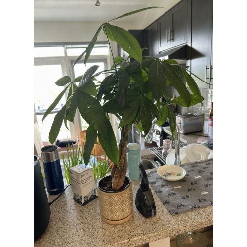 Braided Money Tree Plant in Ceramic Pot