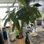 Braided Money Tree Plant in Ceramic Pot