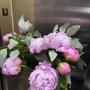 Elegant Pink Peony & Eucalyptus Arrangement in Vase