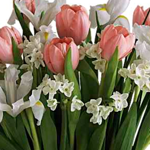 Tulip Song