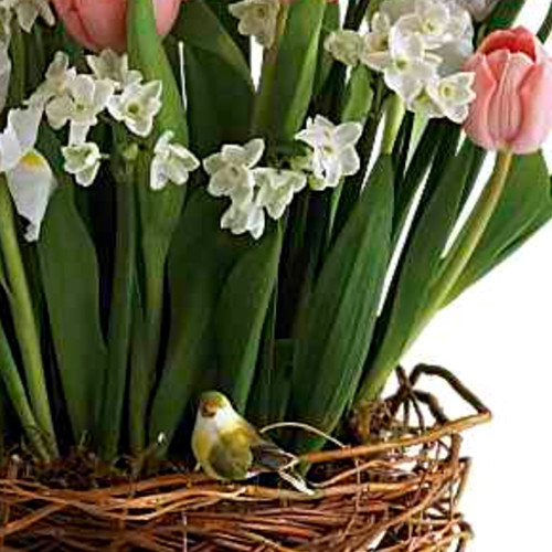 Tulip Song