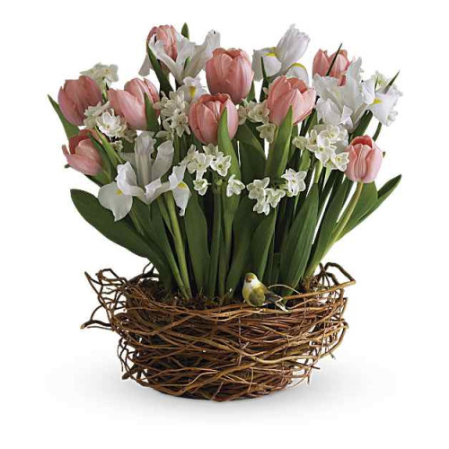 Tulip Song