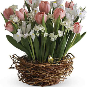 Tulip Song