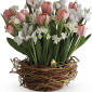 Tulips Sing a Song