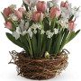 Tulip Song