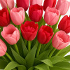 Passionate Tulips and Rose Bouquet