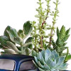 His Favorite Ford F1 Pickup by My Online Florist