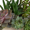 Teleflora's Modern Stone Succulent Garden