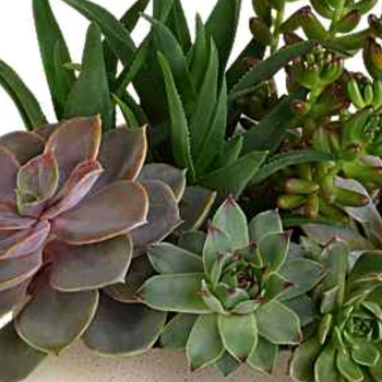 Teleflora's Modern Stone Succulent Garden