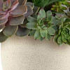 Teleflora's Modern Stone Succulent Garden
