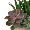 Teleflora's Modern Stone Succulent Garden