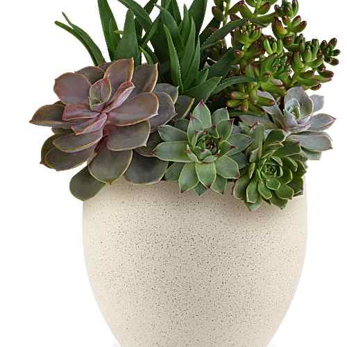Teleflora's Modern Stone Succulent Garden