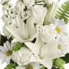 My Online Florist's Playful Daisy Bouquet