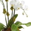 My Online Florist's Blossoming Orchid Plant