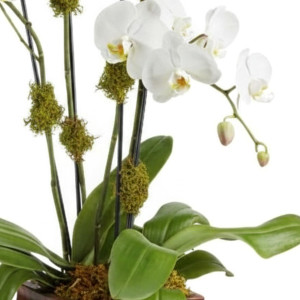 My Online Florist's Blossoming Orchid Plant