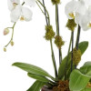 My Online Florist's Blossoming Orchid Plant
